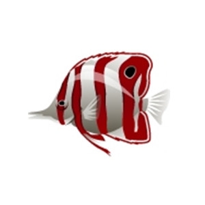 Crimson Butterflyfish